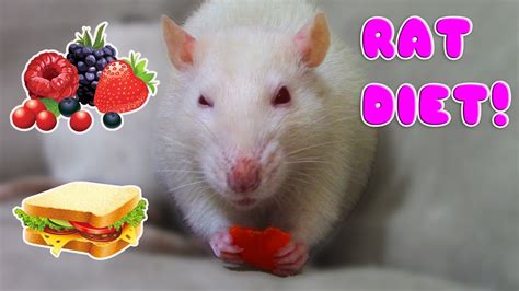 Rat Diet Basics On A Budget Youtube