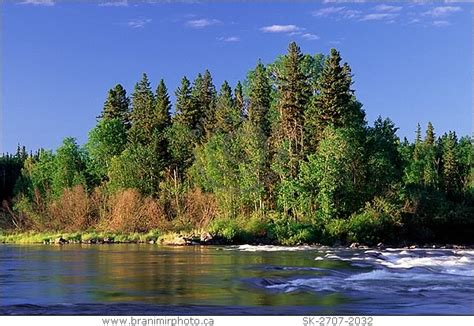 Image River Rapids In Boreal Forest Churchill River Saskatchewan