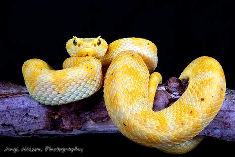 Eyelash Viper On A Branch By Angiwallace On Deviantart