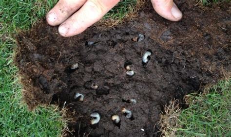 Control Grubs Billbugs Turf Caterpillars And More With One
