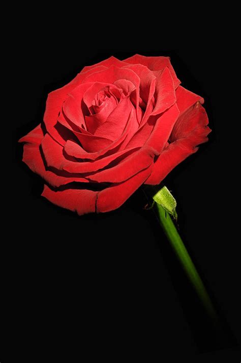 Photography Wallpaper Red Rose Black Background