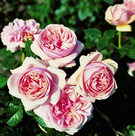 Hybrid Tea Roses Rose Wallpapers