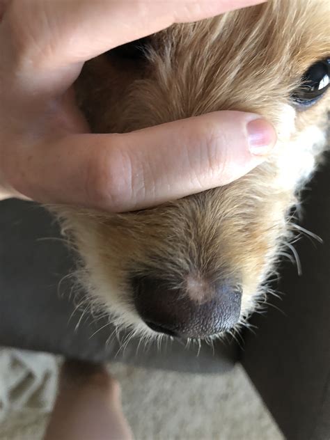 My Dogs Nose Is Peeling On The Top The Of Her Nose Has