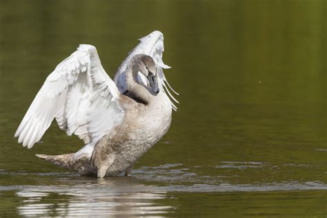 Young Mute Swan Cygnus Olor Spreading Its Wings Print 12510007