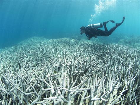 Large Parts Of Barrier Reef Dead In 20 Years Scientists The