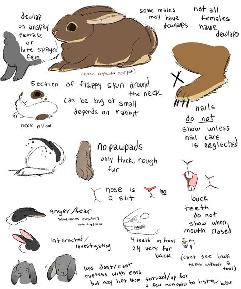 Rabbit anatomy — Weasyl