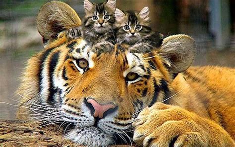 Tiger With Kittens Cute Kittens Cats And Kittens Baby Kittens Cats