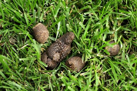 Are White Specks In Dog Poop Dangerous Learning All Facts