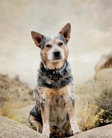 114 Best Images About Australian Cattle Dog Mixes On
