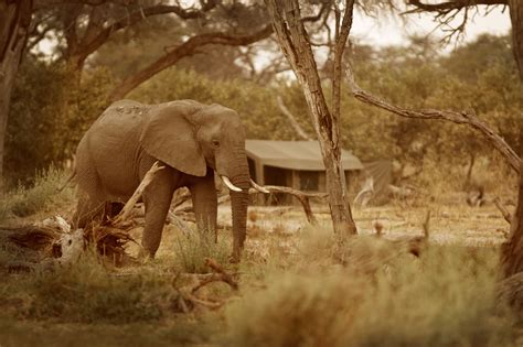 Pictures Of Northern Botswana Safari