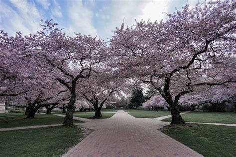 Best Cherry Blossom Locations In Seattle And Beyond Wandering Backpack