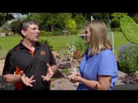 Recent studies have reported a single, fourth instar larva (immature ladybug) can. Identifying Crape Myrtle Bark Scale - YouTube