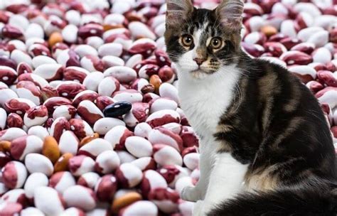 Big cats will eat the whole of an animal that they kill. Can Cats Eat Kidney Beans? - Tuxedo Cat
