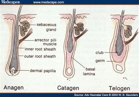 That resting period is pretty serious business and would put any college student's nap schedule to shame. Catagen Phase of Hair Growth. What is THAT?