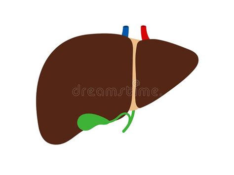 Gallbladder Isolated With Cut Showing Formation Of Stones That Cause