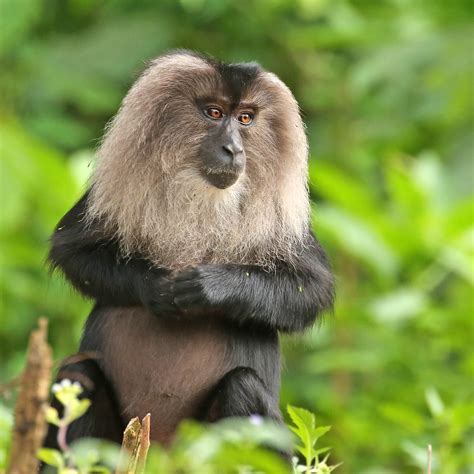 Lion Tailed Macaque Macaca Silenus Daydream Believer T Flickr