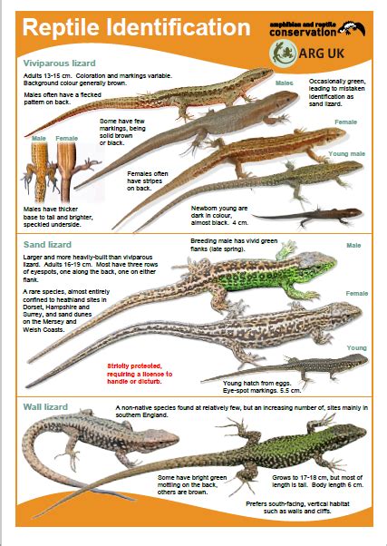 Id Guides Amphibian And Reptile Groups Of The Uk