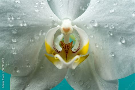 foto stock vagina erotic orchid flower close up orgasm flower imitating the female sex pussy