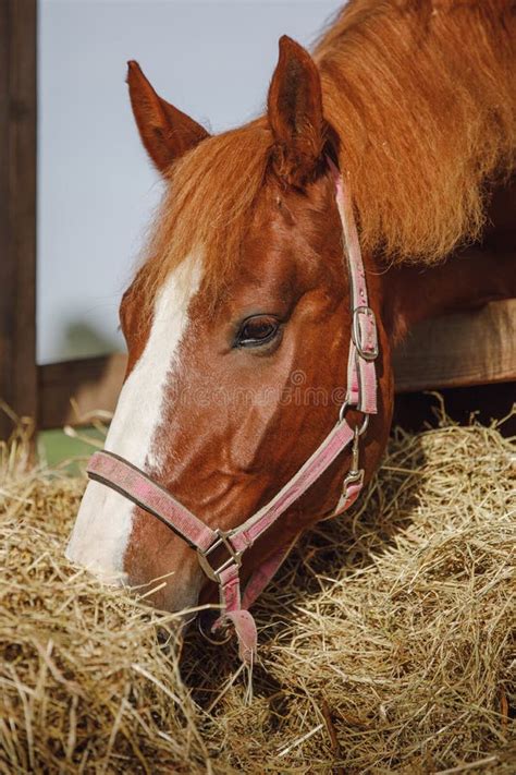 Horse Eating Hay Stock Photo Image Of Animal Farm Horse 14912968