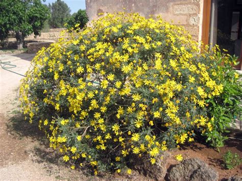 Le più comuni hanno dei semplici fiori bianchi con un pulsante centro giallo. margherite gialle Foto % Immagini| piante, fiori e funghi ...