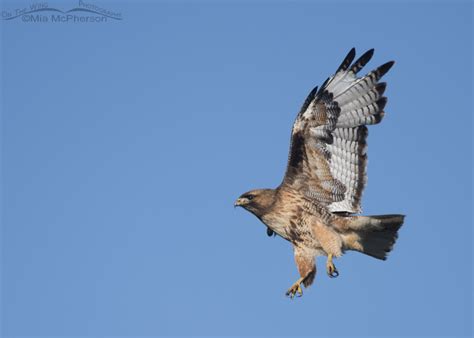 Western Red Tailed Hawk On The Wing Photography