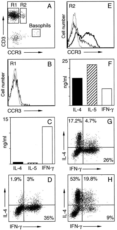 Selective Expression Of The Eotaxin Receptor Ccr3 By Human T Helper 2