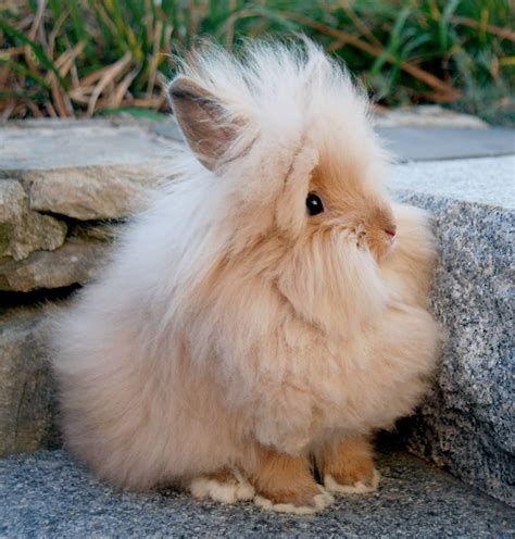 Pin By Damon Ledesma On Special Rabbits Cute Baby Animals Fluffy