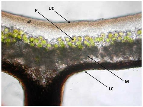 Lichen Cross Section