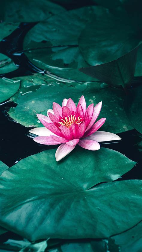 Lotus Flower Leaves Lake Free 4k Ultra Hd Mobile Wallpaper