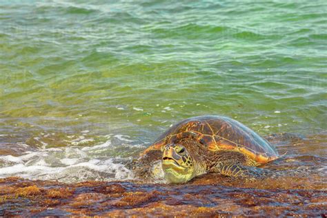 Hawaiian Sea Turtle Green Sea Turtle Rests On The Shore In Laniakea