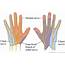 Regions Of Each Nerve The Hand Right On Both Palmar And Dorsal 