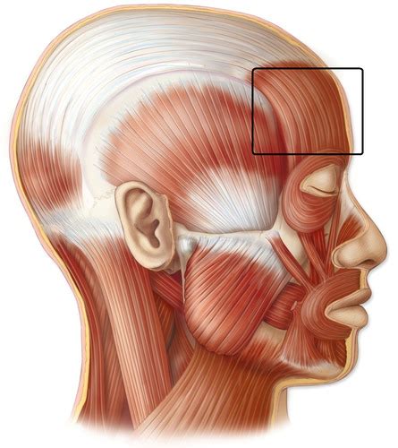 Muscles Of The Head And Neck Flashcards Quizlet