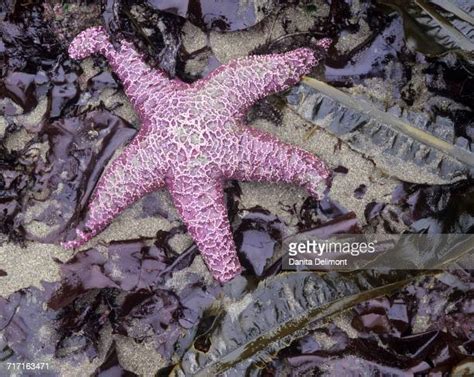 Common Purple Sea Star Photos And Premium High Res Pictures Getty Images