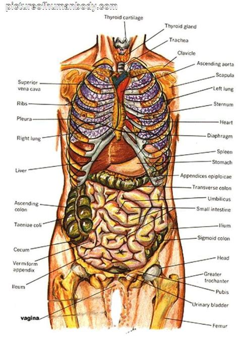 Diagram Of Human Internal Orgins Human Body Diagrams