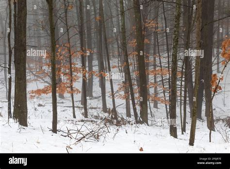 Foggy Deciduous Hardwood Forest In Snowy Central Michigan Usa Stock