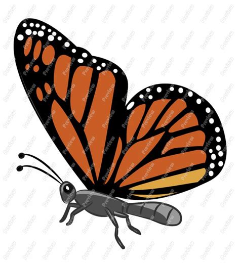 Monarch Butterfly Clip Art Biological Science Picture