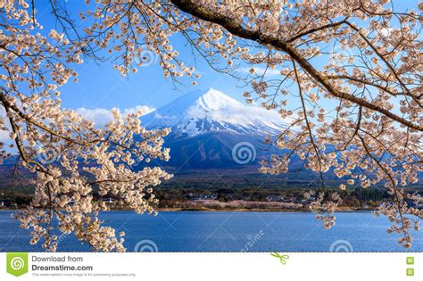 Mt Fuji And Cherry Blossom At Lake Kawaguchiko Japan
