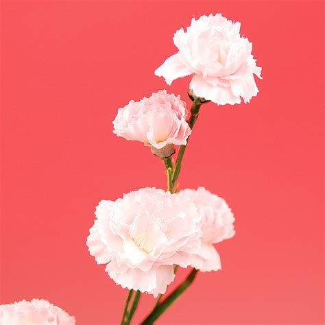 Pink carnation for bts jin. futaba-sousyoku: 카네이션 어머니의 날 | 라쿠텐 일본
