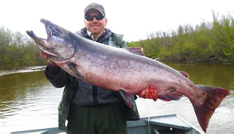 Alaska King Salmon Alaska Fishing Guide Fishtale River Guides