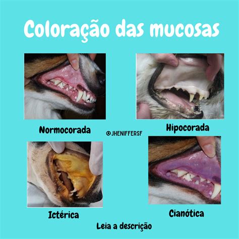 Mucosa Oral Semiologia Veterin Ria