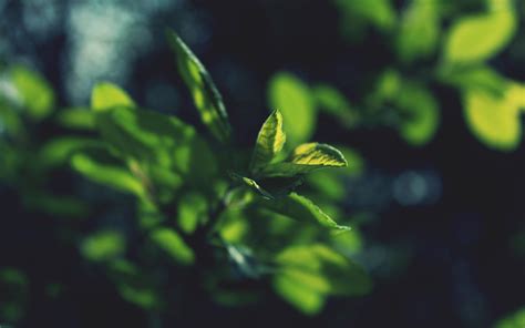 Wallpaper Sunlight Leaves Dark Sky Plants Branch Green Bokeh