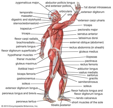 Anatomy Of Human Body Muscles