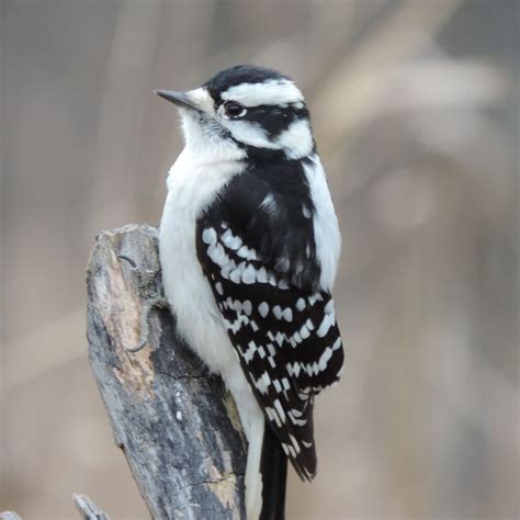 Black And White Woodpecker Backyard Birds Cute Little