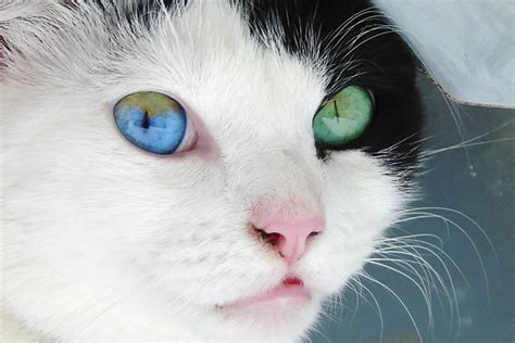 The Cutest Cats With Heterochromia — And Why They Have It