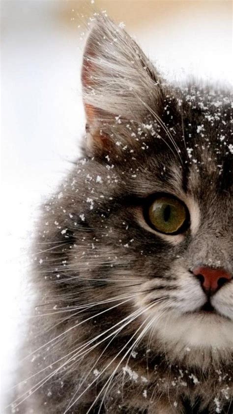 Cat Love Christmas Snow Photography Pretty Winter Baby