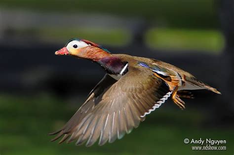Mandarin Duck In Flight Andy Nguyen Flickr