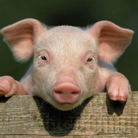 2048x2048 Wallpaper Pig Little Pig Countryside Hooves Close Up