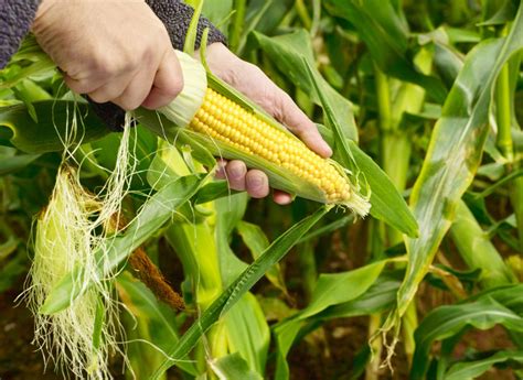 How To Grow Corn In Your Garden