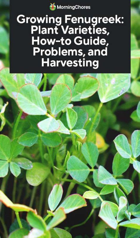 A step by step guide to fenugreek pests, diseases, and their control. Growing Fenugreek: Plant Varieties, How-to Guide, Problems ...