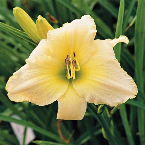 A Gallery Of Top Daylilies Day Lilies Daylilies Late Summer Flowers